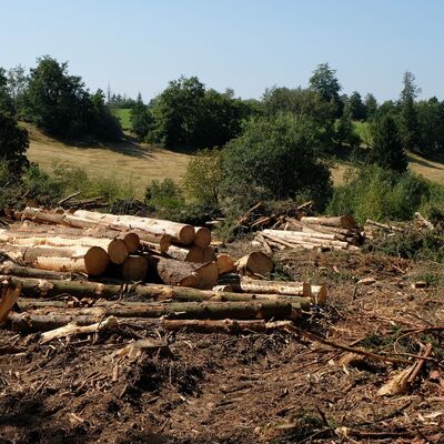 Bild vergr&ouml;&szlig;ern: Das Bild zeigt gef�llte B�ume.