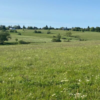 Bild vergr&ouml;&szlig;ern: Das Bild zeigt eine Bergwiese.
