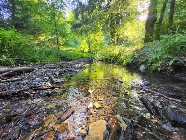 Bild vergr&ouml;&szlig;ern: Bei dem Foto handelt es sich um ein Symbolfoto f�r die m�gliche Bebilderung im Zuge der Berichterstattung. Es wurde im Juni vergangenen Jahres aufgenommen. Es zeigt das Flussbett des Borgbergbaches bei Wolfshagen im Harz. Der aktuelle Wasserstand kann von dieser Darstellung abweichen.