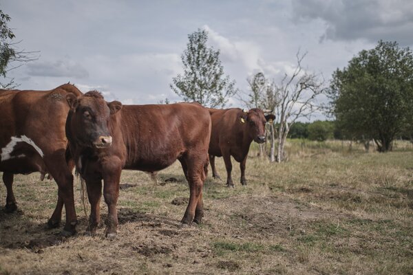Bild vergr&ouml;&szlig;ern: Durch das Verbot der Anbindehaltung soll Rindern nat�rliches Verhalten unter anderem in Hinblick auf Bewegung und Sozialkontakte erm�glicht werden.