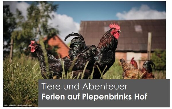 Bild vergr&ouml;&szlig;ern: Das Bild zeigt H&uuml;hner.