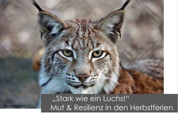 Bild vergr&ouml;&szlig;ern: Das Bild zeigt einen Luchs.