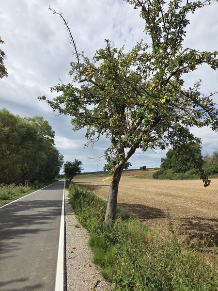 Bild vergr&ouml;&szlig;ern: An der Fahrradstra�e zwischen Immenrode und W�ltingerode markieren die Gelben B�nder bereits Pfl�ckstellen.