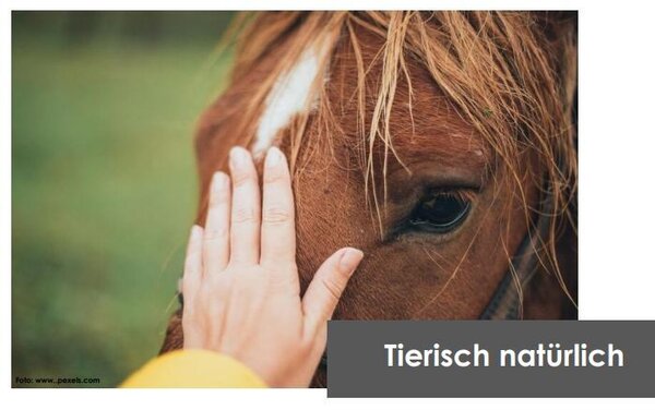 Bild vergr&ouml;&szlig;ern: Das Bild zeigt eine Hand, das ein Pferd behutsam streichelt.